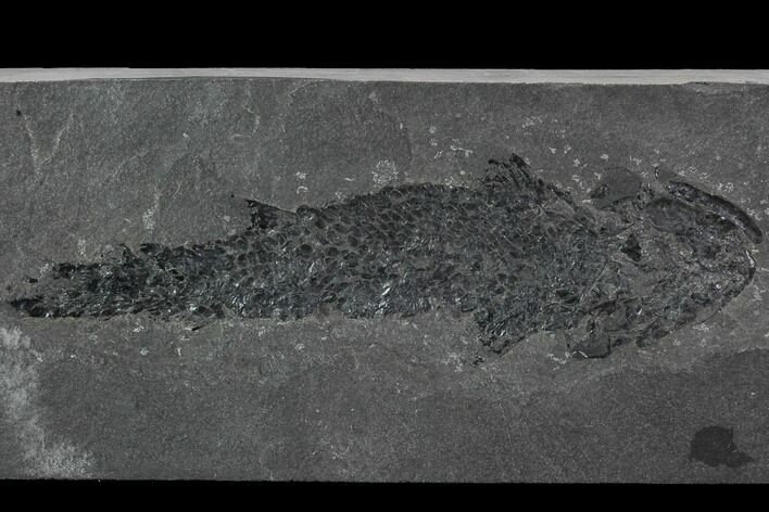 Devonian Lobed-Fin Fish (Osteolepis) - Scotland #98039
